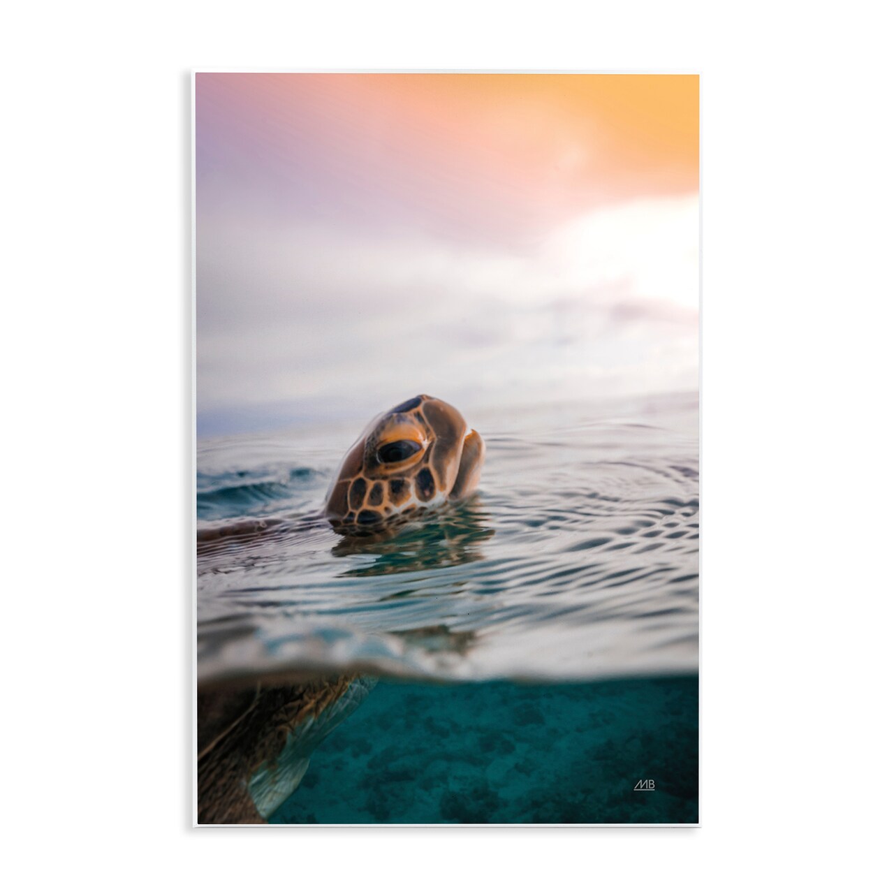 Stupell Industries Turtle Swim at Sunrise Wall Plaque Art Design by Max Blakesberg Studios